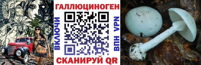 Псилоцибиновые грибы Psilocybe Терек